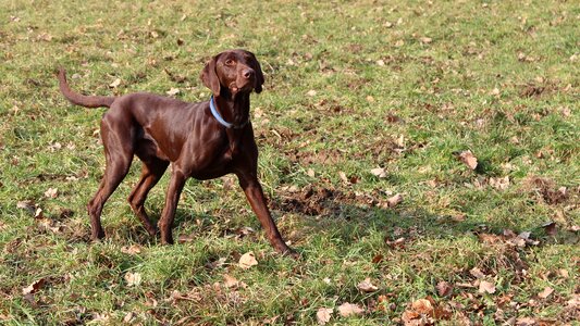 Dog standing attention