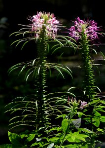 Spider blossom hassleriana photo