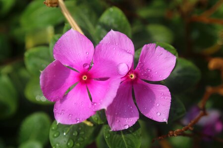 Rain post-rain shower pink