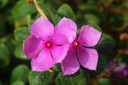 Rain post-rain shower pink photo