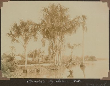 Mauritia's bij Albina (18 November)