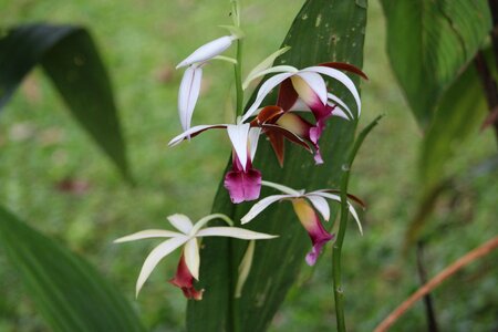 Flower summer orchid