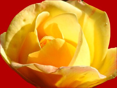 Petal floral nature