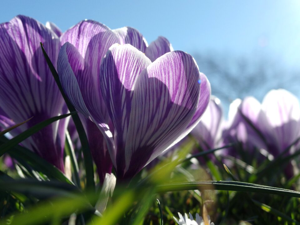 Crocus bloom sprout