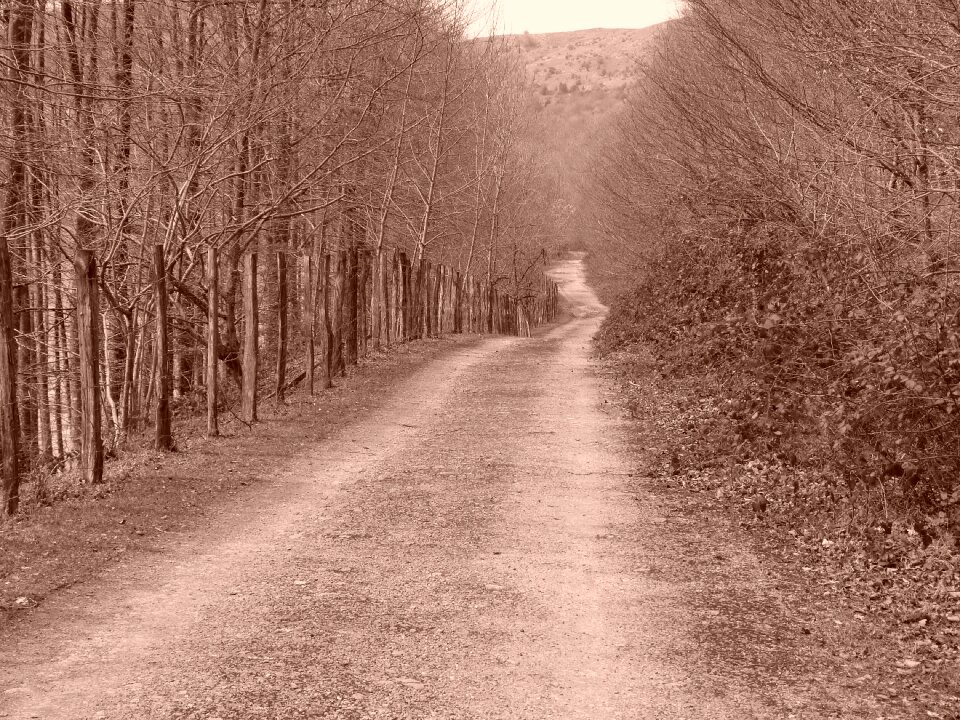 Goierri forest trail