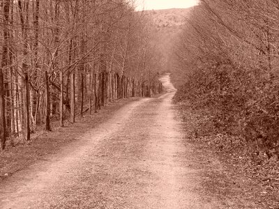 Goierri forest trail