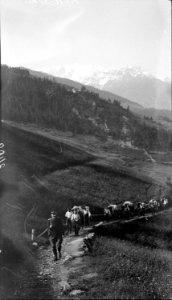 Maultierkolonne beim Aufstieg auf Gebirgspfad - CH-BAR - 3237164