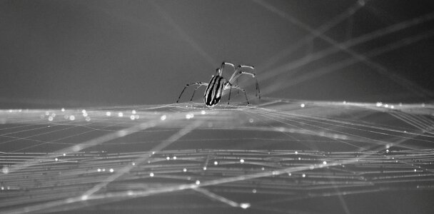 Insect web arachnid photo