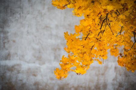 Branches autumn fall
