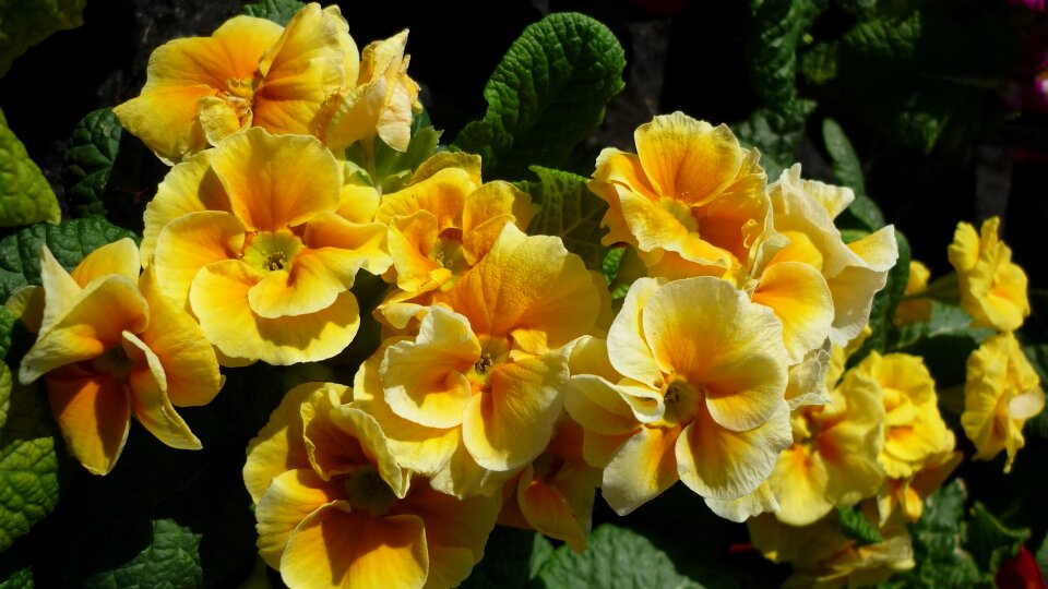 Cowslip flowers yellow orange photo