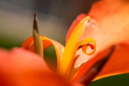 Close up orange orange closed photo