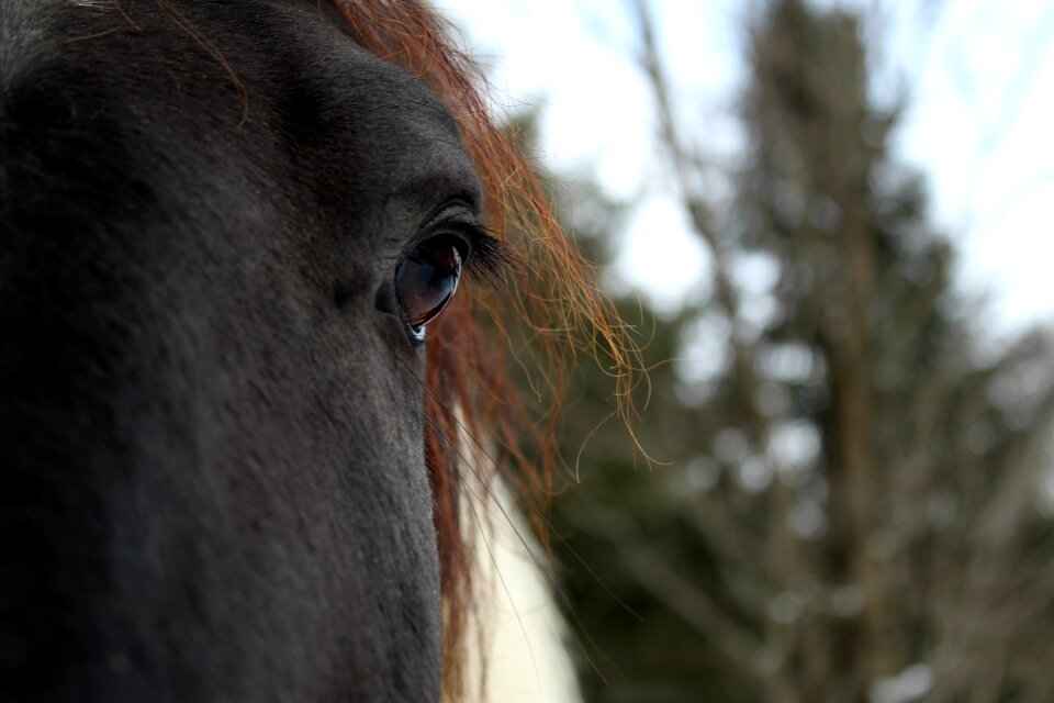 Animal outdoors horse