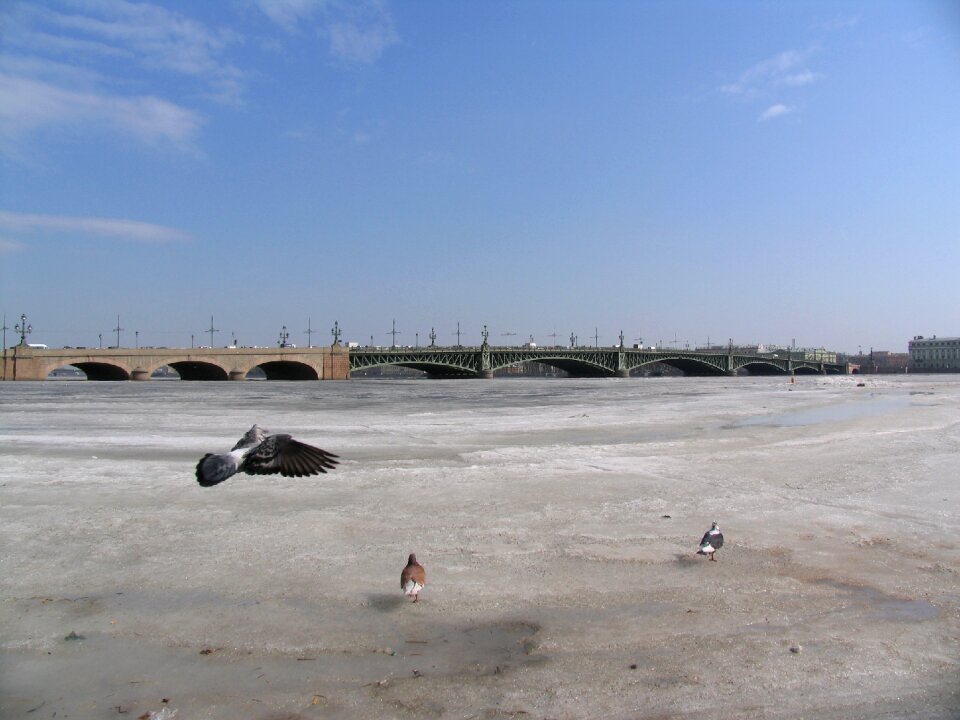 St petersburg russia spring pigeons