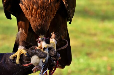 Eat bird of prey animal
