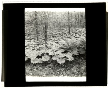 Mayapple (podophyllum) LCCN2008676025
