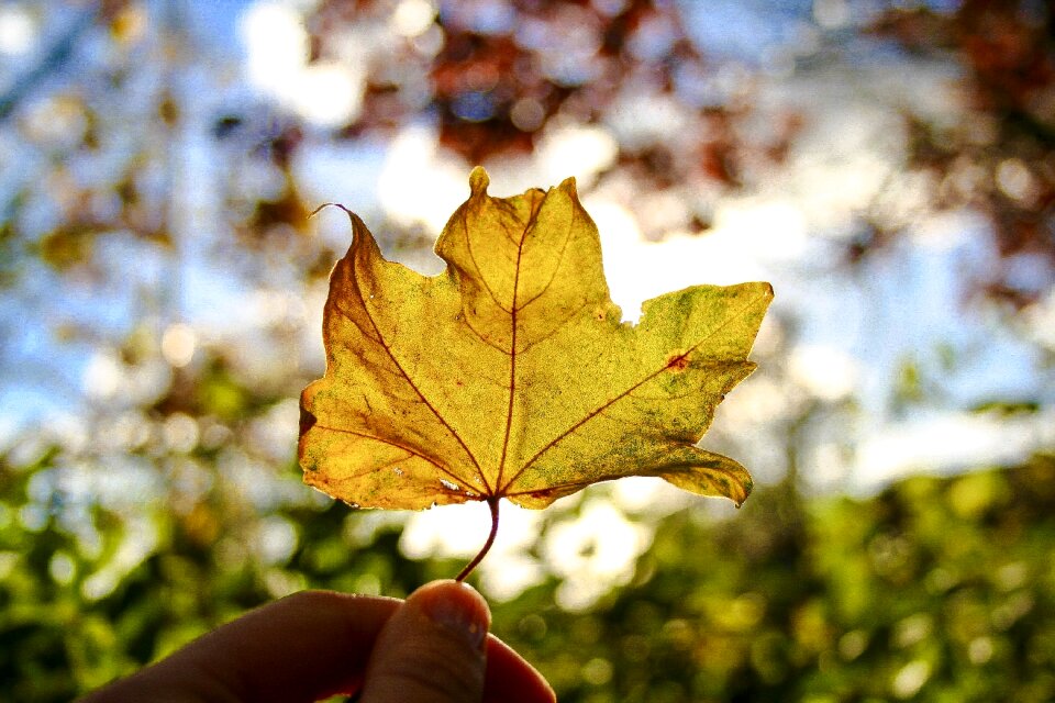 Maple season outdoors
