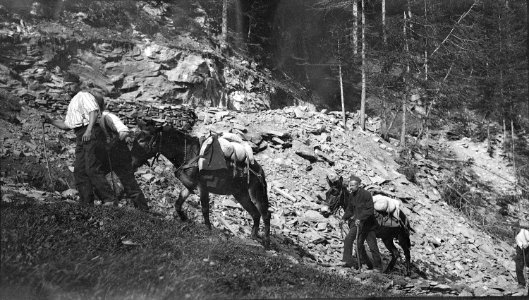 Maultierkolonne beim Aufstieg auf Gebirgspfad - CH-BAR - 3237166