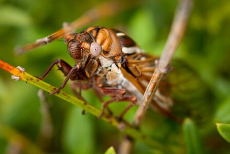 Macro nature wildlife