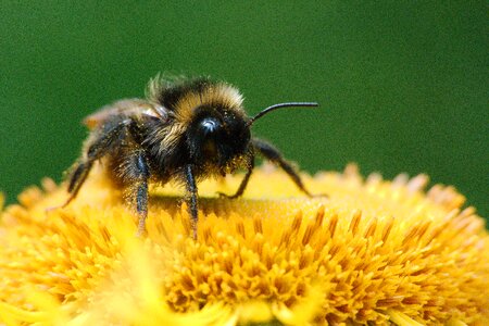Bee honey pollination photo