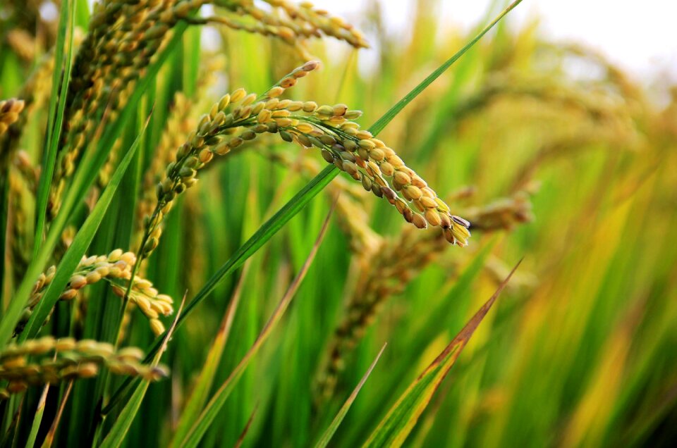 In rice field rice Free photos