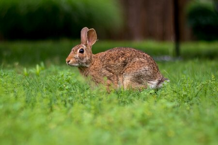 Wildlife green rabbit green bunny photo