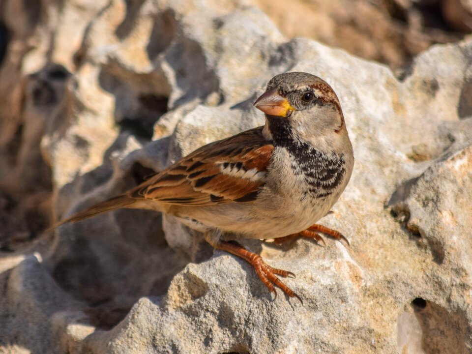 Animal outdoors bird photo