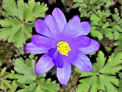 Spring flower blue-violet petals yellow pollen tubes