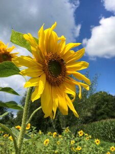 Sunflower summer rear