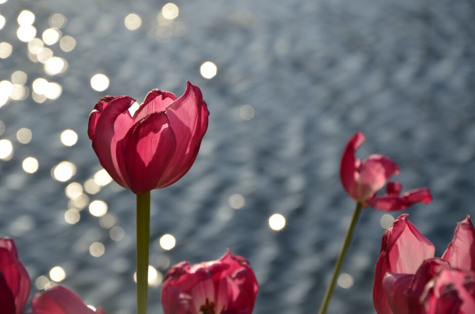 Water wave flower