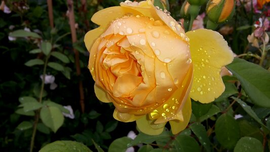 Rose blooms garden rose floribunda