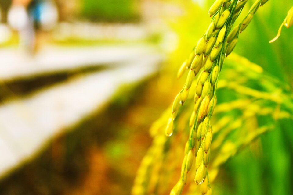 Rice in rice field Free photos