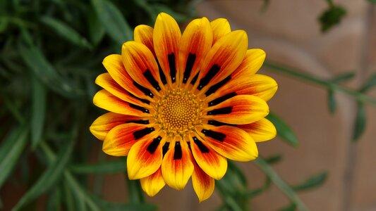 Blooming blossom colorful