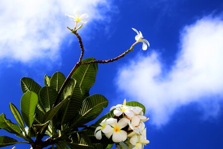 Sky flowers paradise