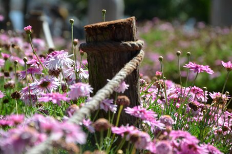 Day wild flower
