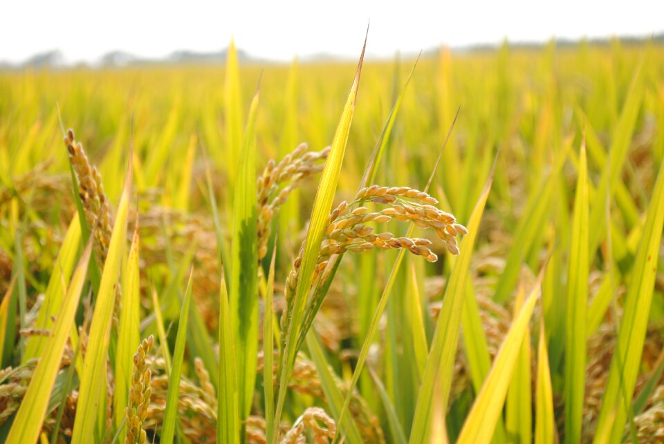 In rice field rice Free photos