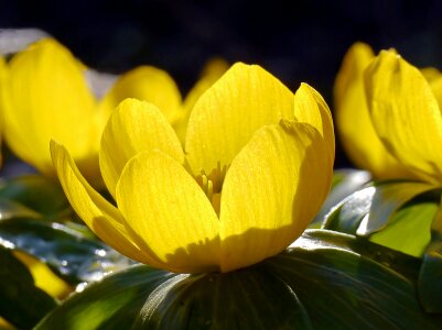 Early bloomer weather mild