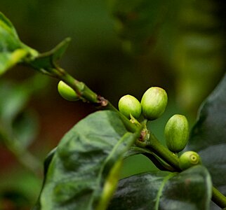 Brown bean caffeine photo