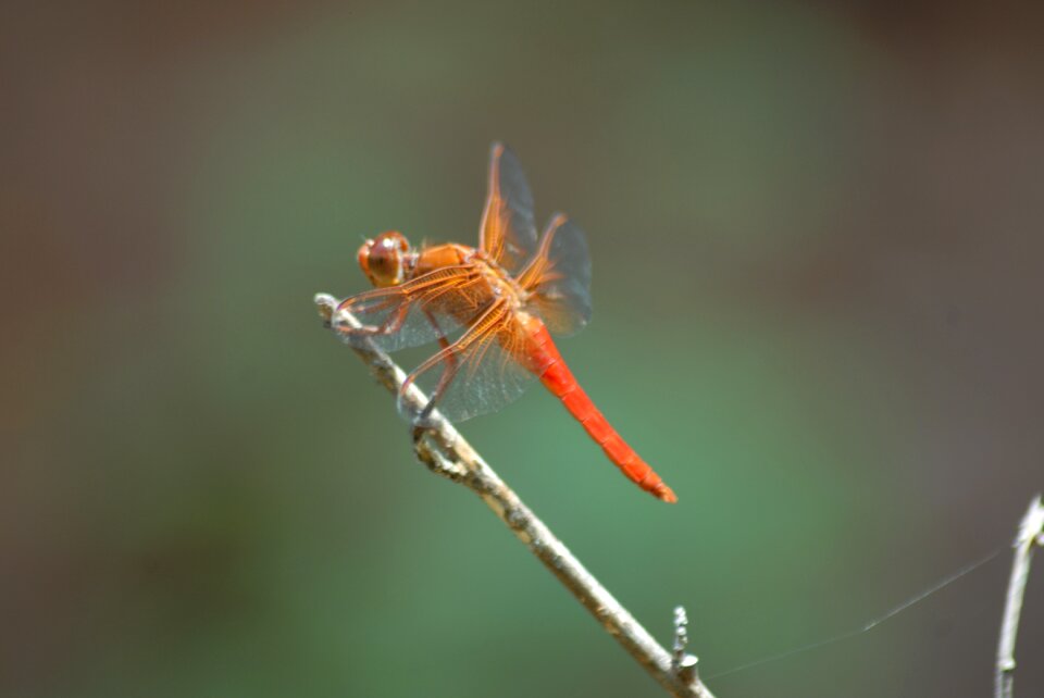 Dragonfly fauna nature