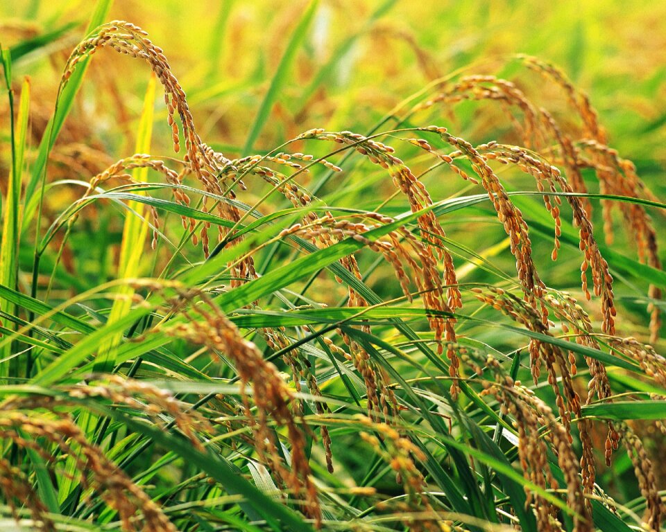 In rice field rice Free photos