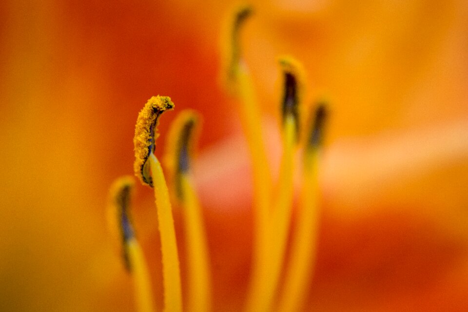 Stamen blossom spring