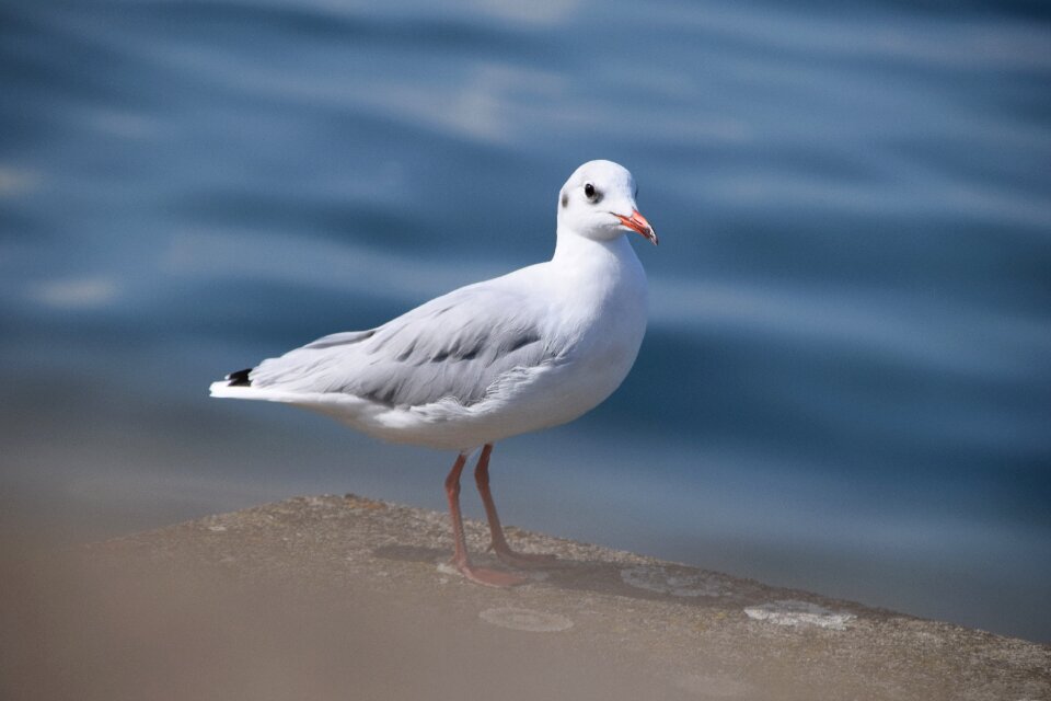 Nature seagull switzerland