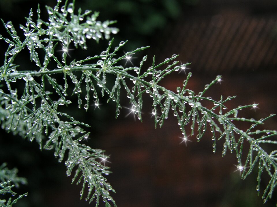Water drops rain plant