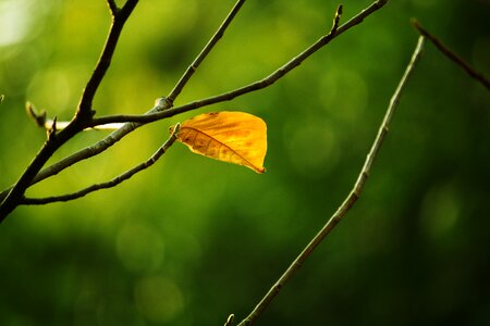 Dead leaves autumn branch photo