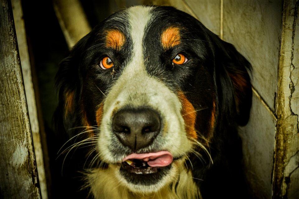 Dog bernese animal