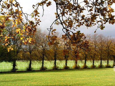 Trees row field