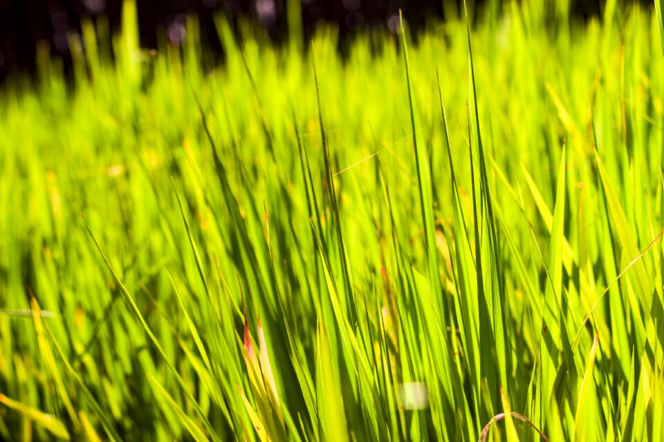 Spring summer plant