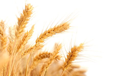 Wheat in wheat field Free photos