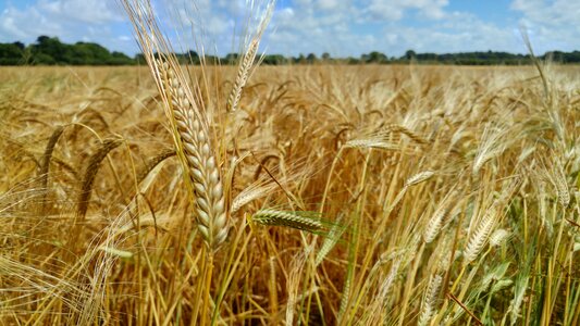 Farming countryside field