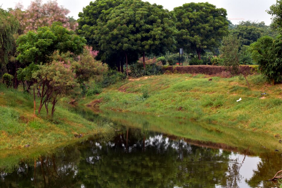 Brook nature morning