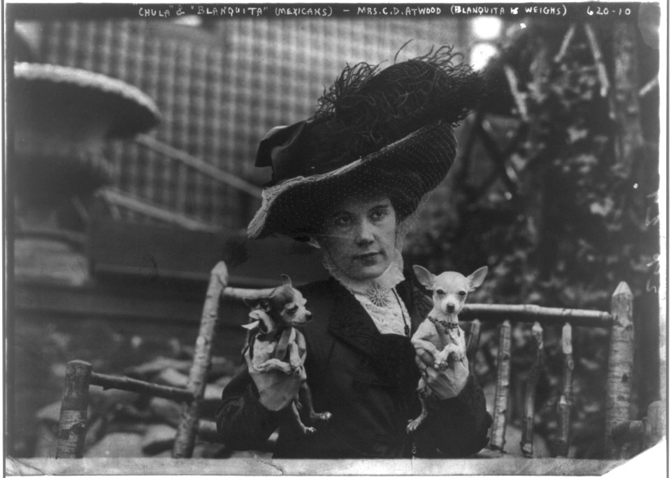 Mrs. C.D. Atwood, holding two chihuahua dogs LCCN2016652403